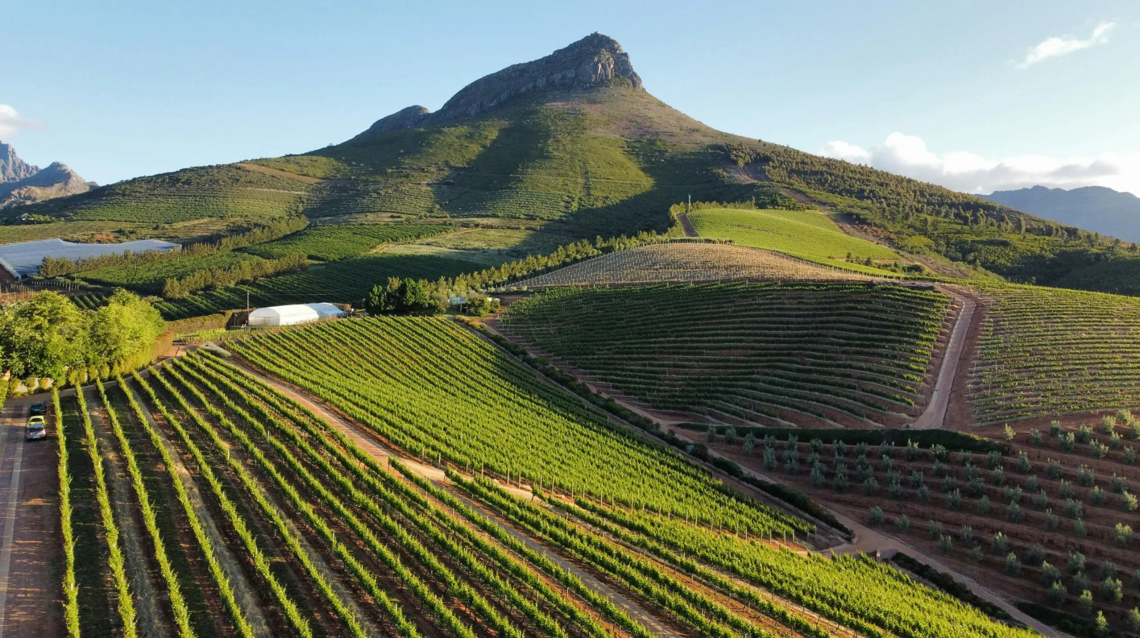 Vignobles verdoyants en pente, entourés de collines majestueuses sous un ciel lumineux.