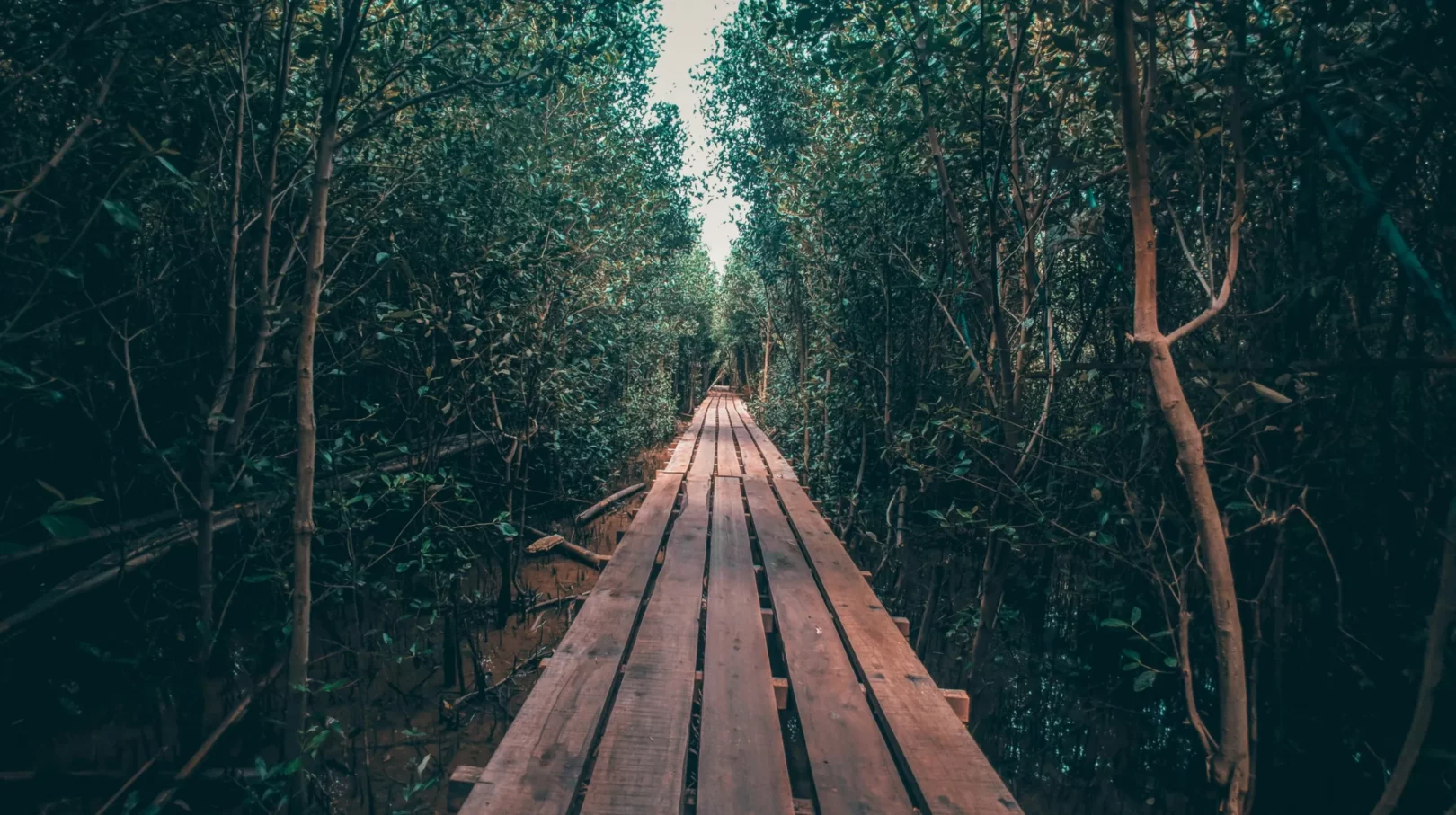 Bornéo, un chemin en bois serpentant à travers une forêt luxuriante, invitant à une exploration apaisante et dépaysante.