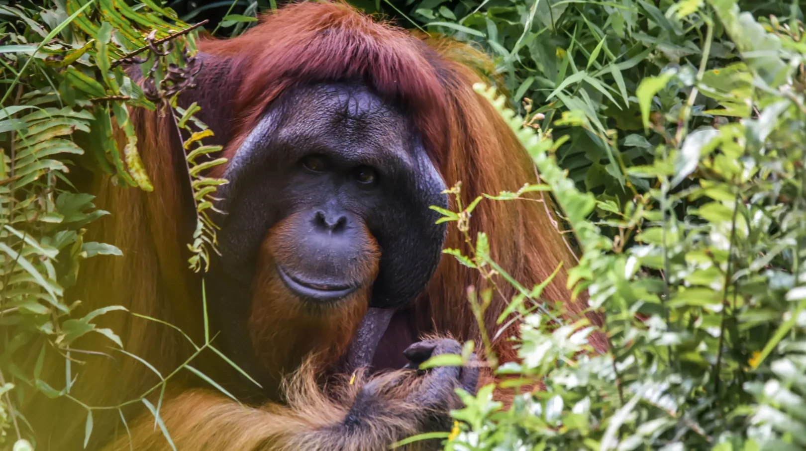 Un moment enchanteur au cœur d'une jungle luxuriante, où la faune sauvage révèle ses trésors.