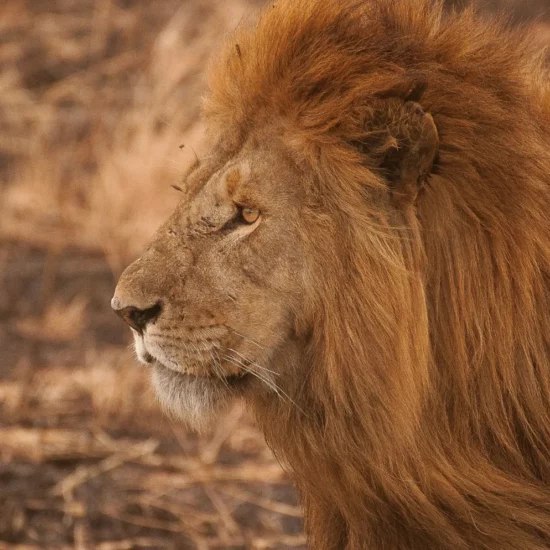 Lion majestueux en Tanzanie, une rencontre inoubliable au cœur de la savane, proposée par notre agence spécialiste des voyages d’émotion.