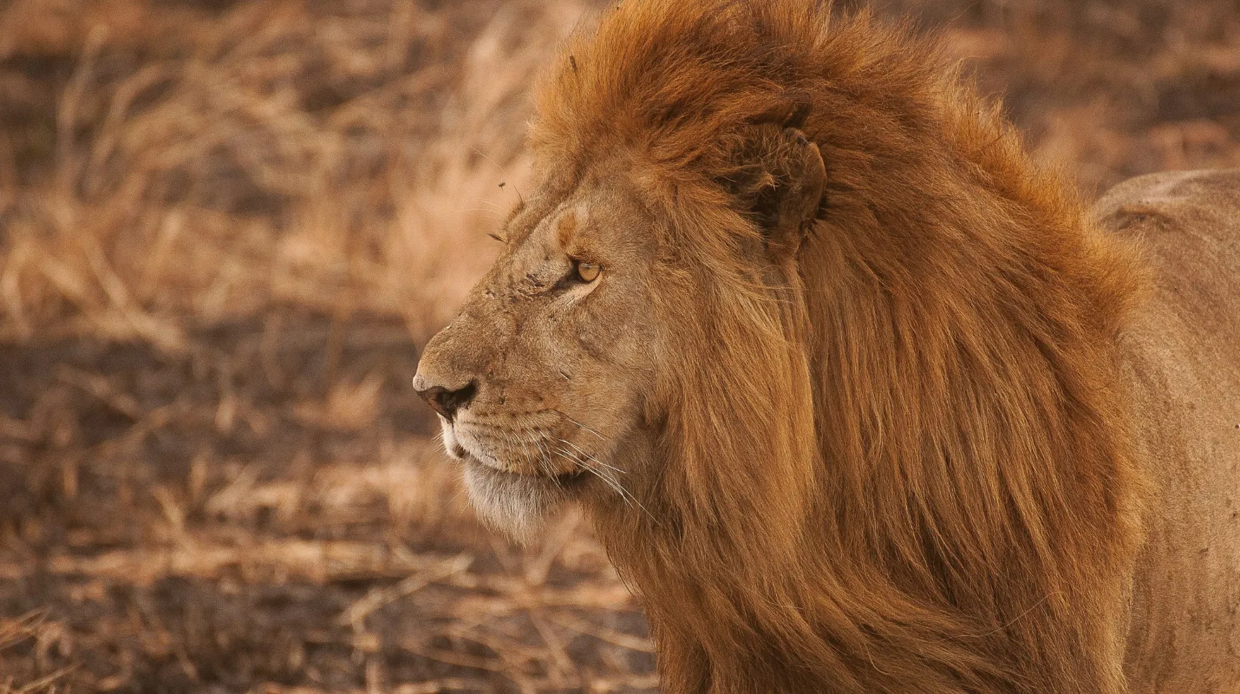 Lion majestueux en Tanzanie, une rencontre inoubliable au cœur de la savane, proposée par notre agence spécialiste des voyages d’émotion.