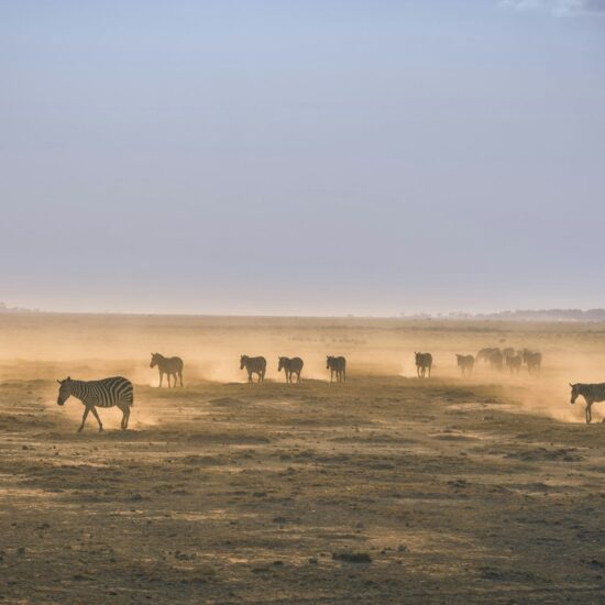 Troupeau de zebres traversant une plaine aride sous un ciel clair en Namibie." Troupeau d’oryx traversant une plaine aride sous un ciel clair en Namibie