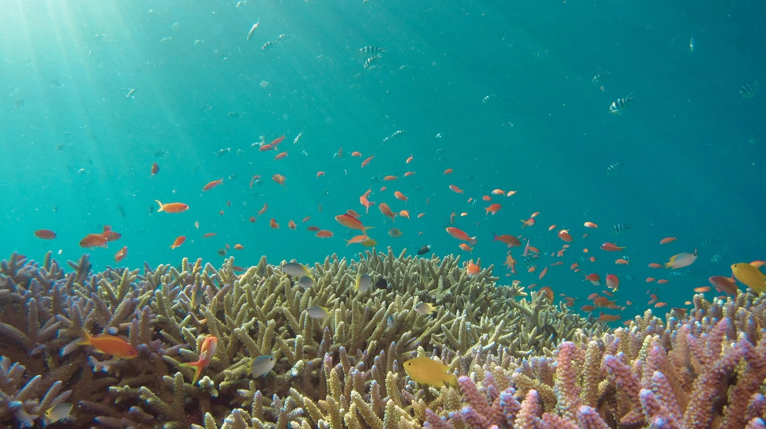 poissons et coraux durant la plongée sous marine
