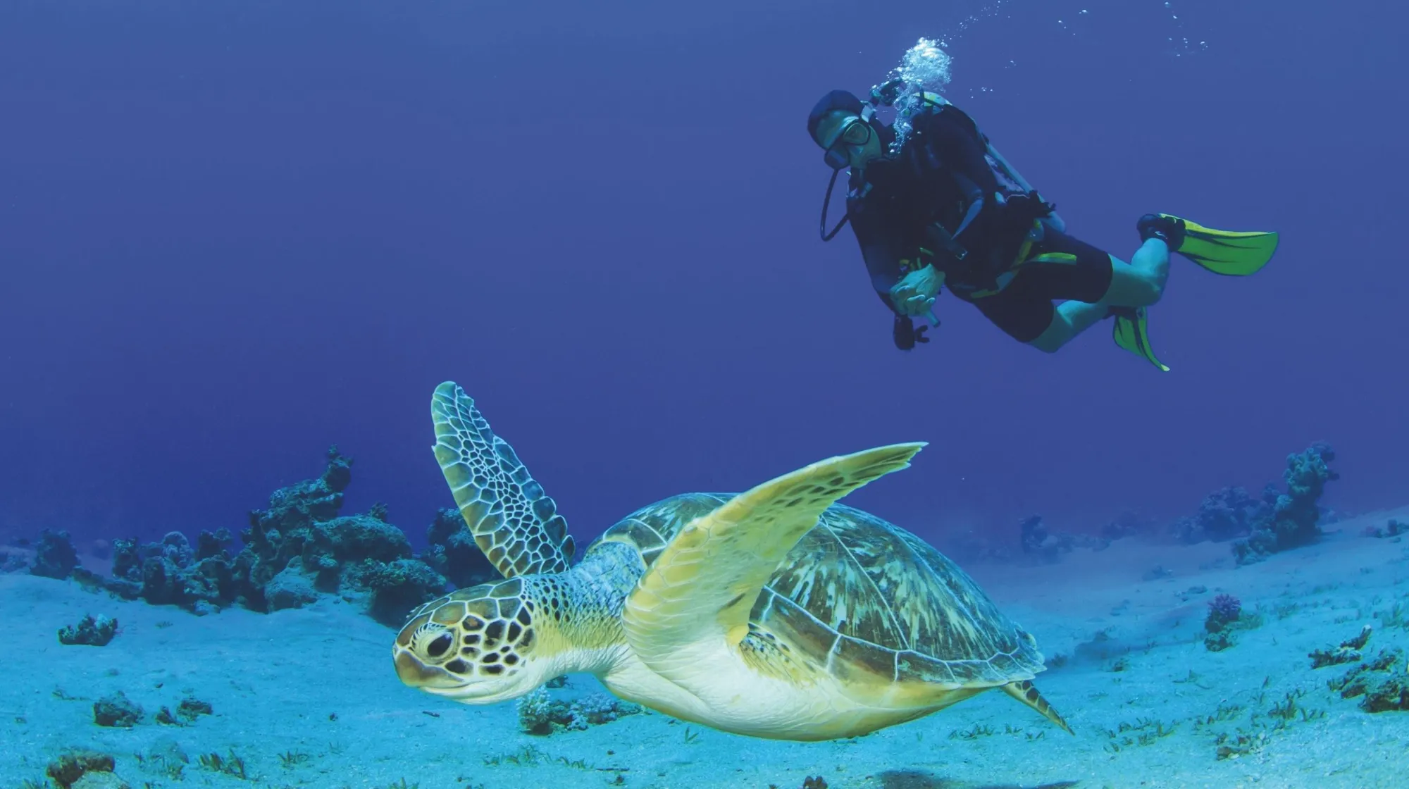Plongée sous-marine aux Maldives avec une tortue marine, expérience unique dans un lagon tropical
