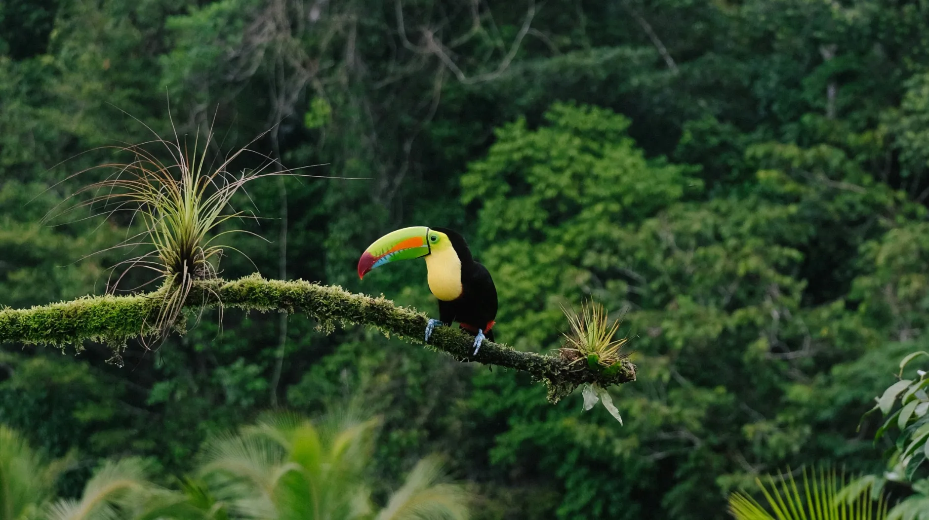 Toucan coloré perché sur une branche dans une jungle luxuriante, offrant une scène fascinante et apaisante.