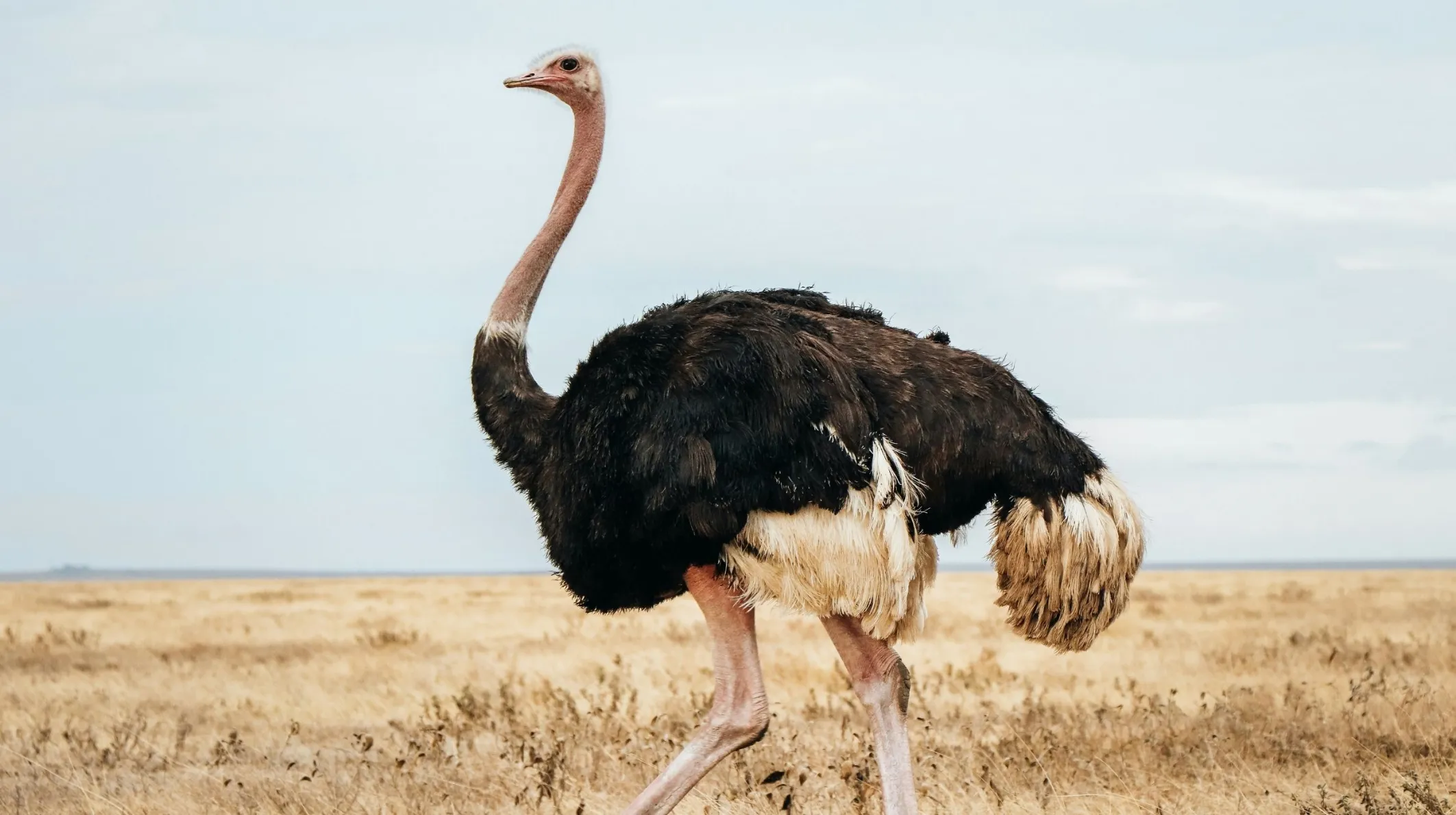autruche dans un safari en tanzanie