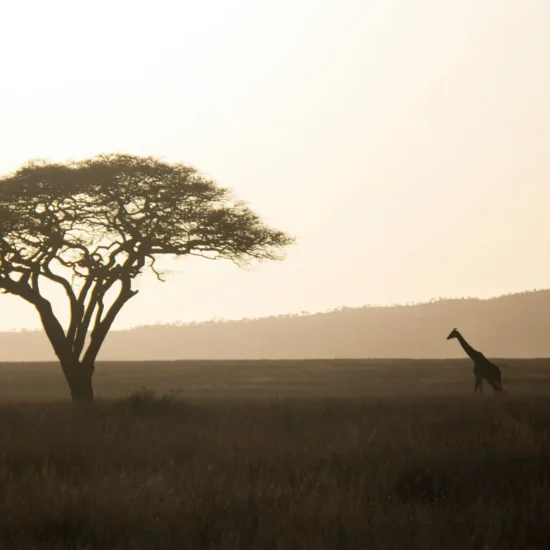 Safari en Tanzanie au lever du soleil, girafe marchant dans la savane africaine avec acacia et collines en arrière-plan