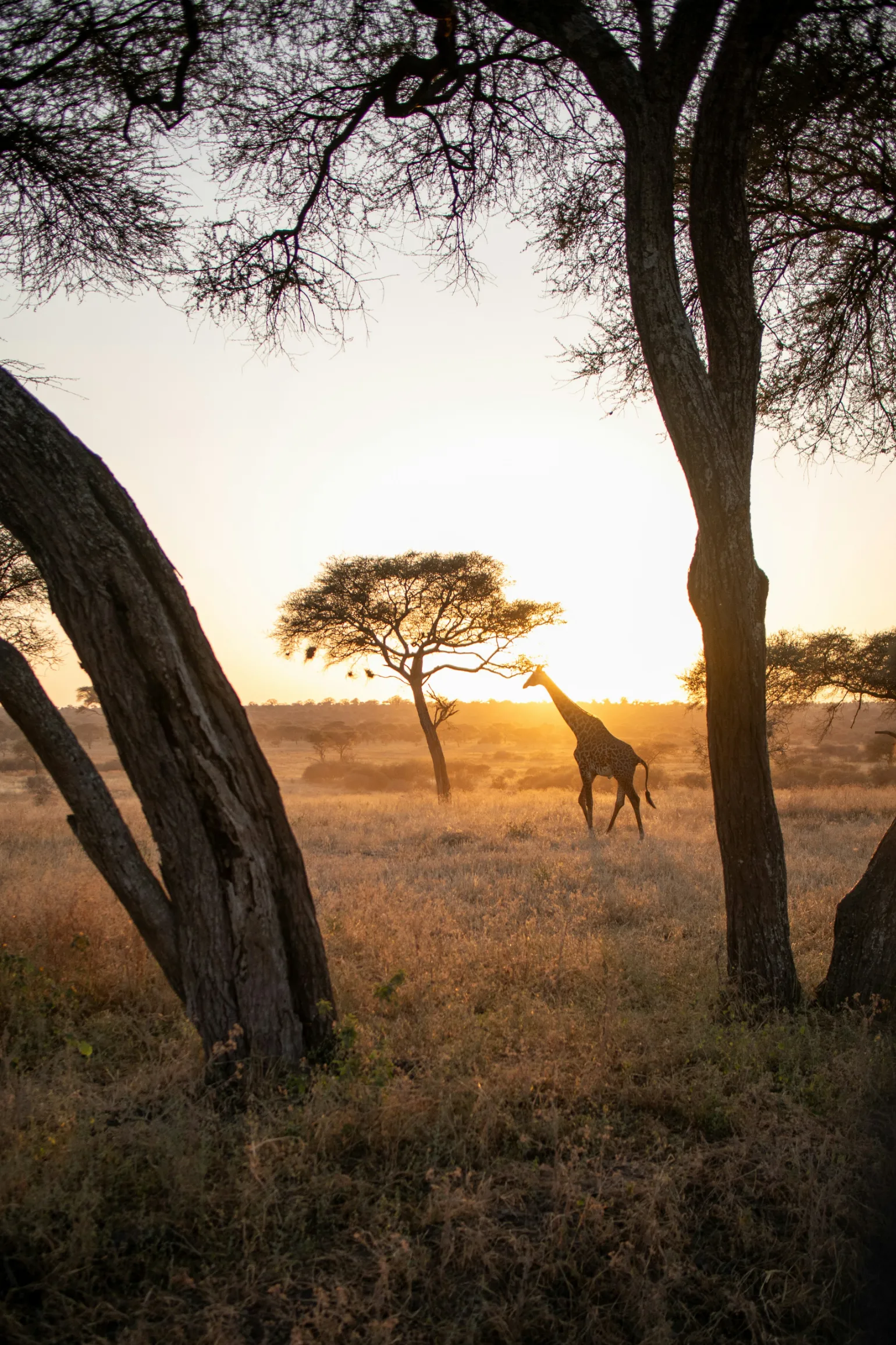 Une girafe majestueuse se profile au coucher de soleil dans une savane dorée, entourée d'arbres.
