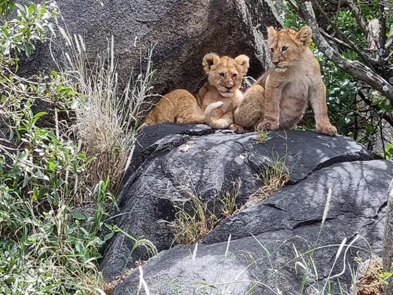 Deux lionceaux adorables se reposent sur des rochers, entourés d'une végétation luxuriante et sauvage.
