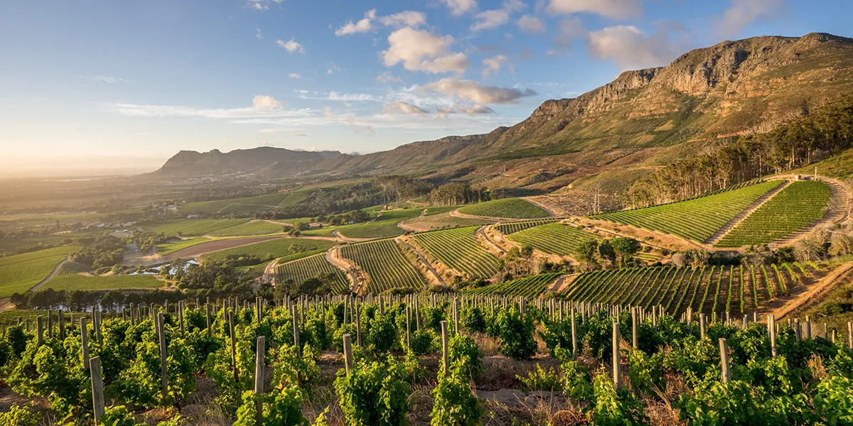 Vignobles sud africain verdoyants et collines majestueuses sous un ciel lumineux, créant un paysage enchanteur.