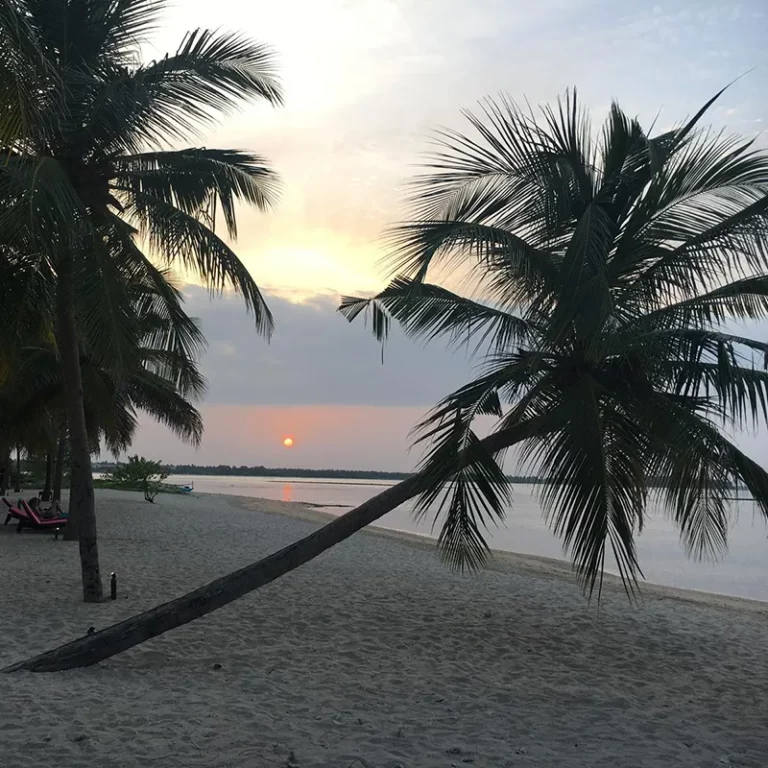 Plage paisible au coucher de soleil, entourée de palmiers, offrant une vue idyllique et relaxante.