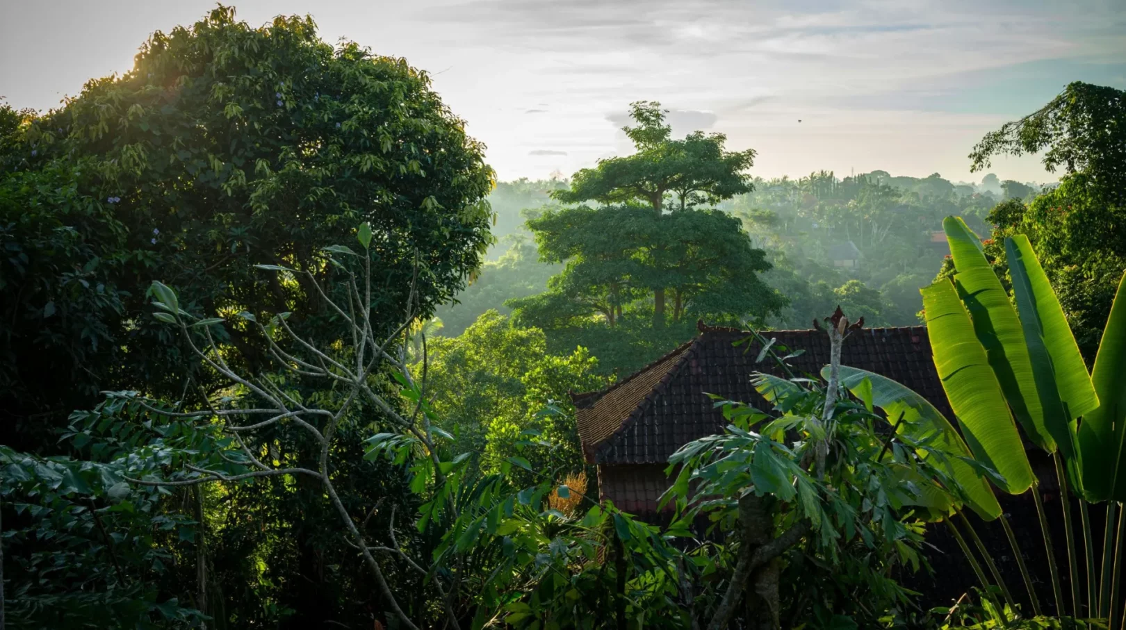 Végétation luxuriante au lever du soleil, créant une ambiance paisible et envoûtante.