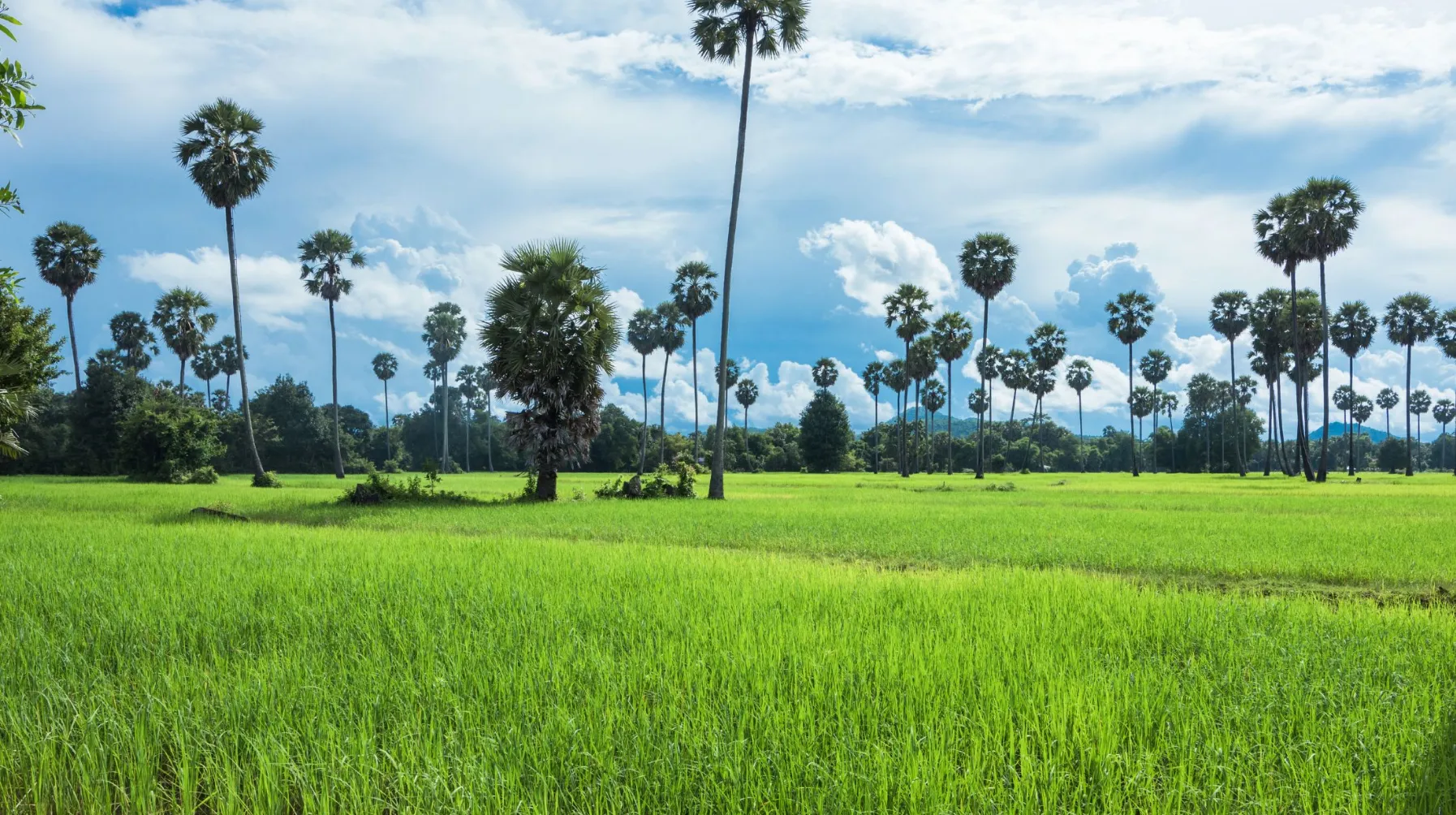 Voyage à travers les rizières verdoyantes bordées de palmiers au Cambodge, sous un ciel lumineux et apaisant.