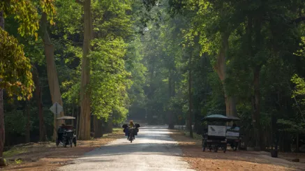 Une route paisible et ombragée, entourée d'arbres luxuriants, offrant une atmosphère tranquille et envoûtante.