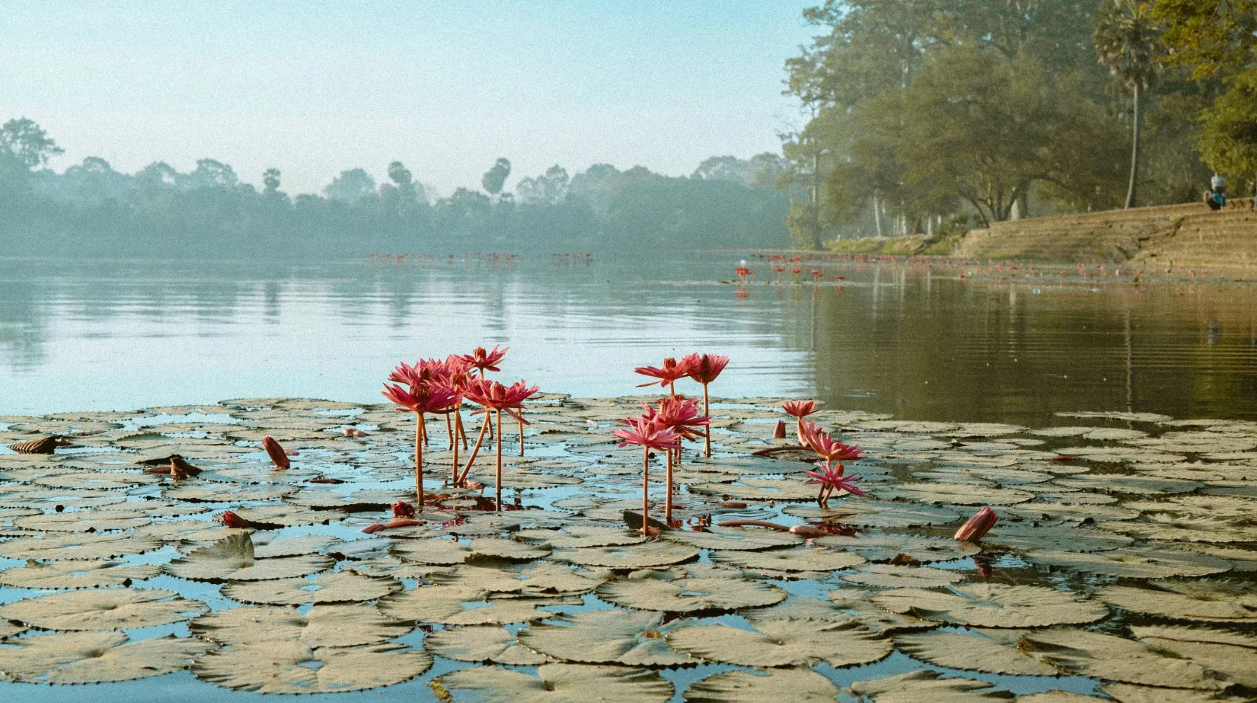 Lacs paisibles avec des nénuphars roses, ambiance sereine et lumineuse, invitant à la détente.