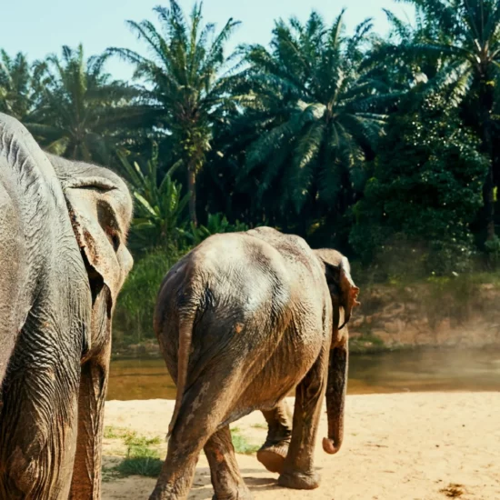 Éléphants majestueux se promenant paisiblement dans une jungle luxuriante, une invitation à l'aventure en Thaïlande.