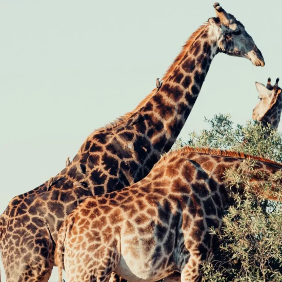 Giraffes majestueuses dans un paysage sauvage — une scène fascinante et mémorable.