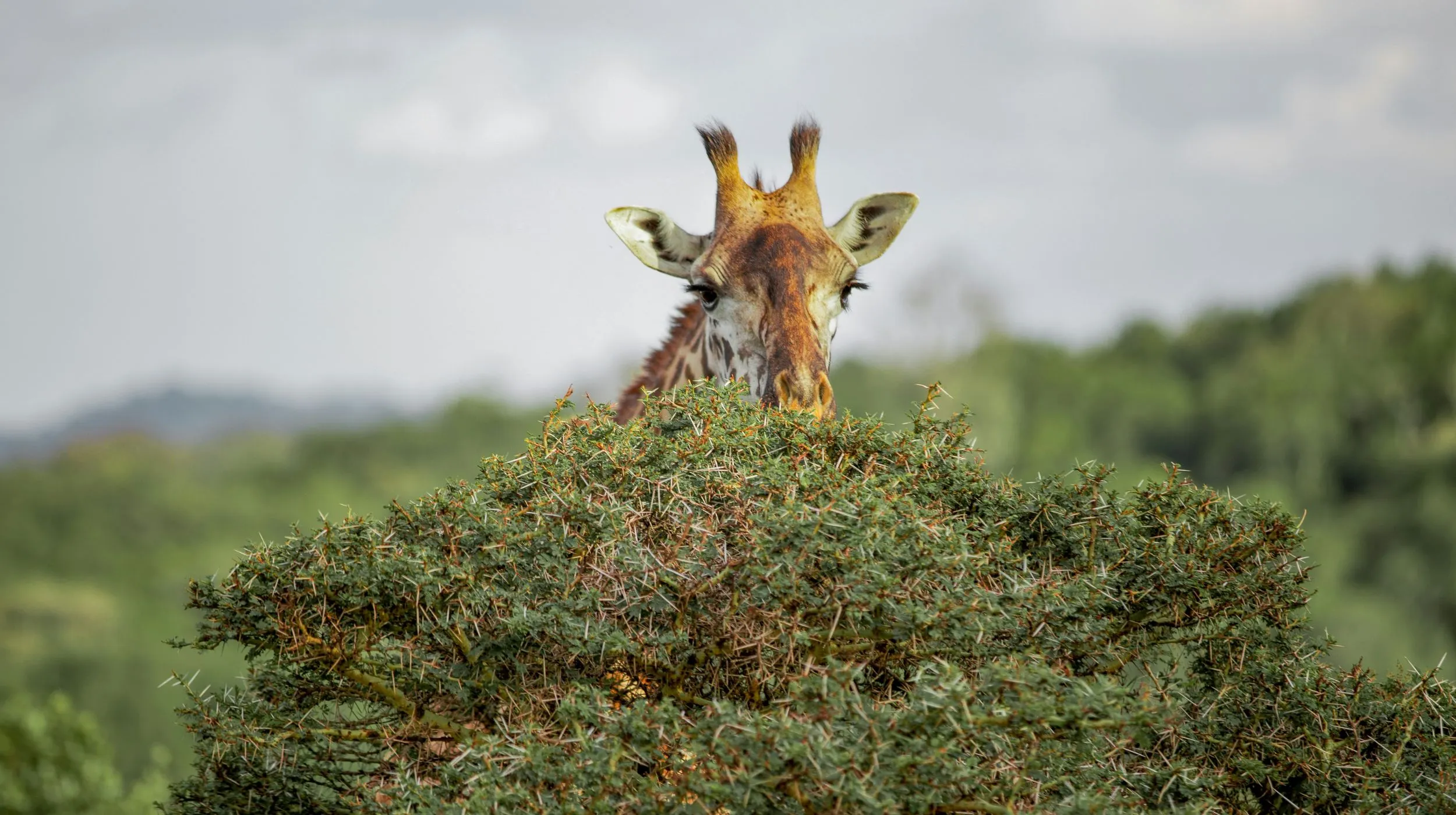 Une girafe curieuse émerge des feuillages luxuriants, invitant à l'émerveillement au cœur de la savane africaine.