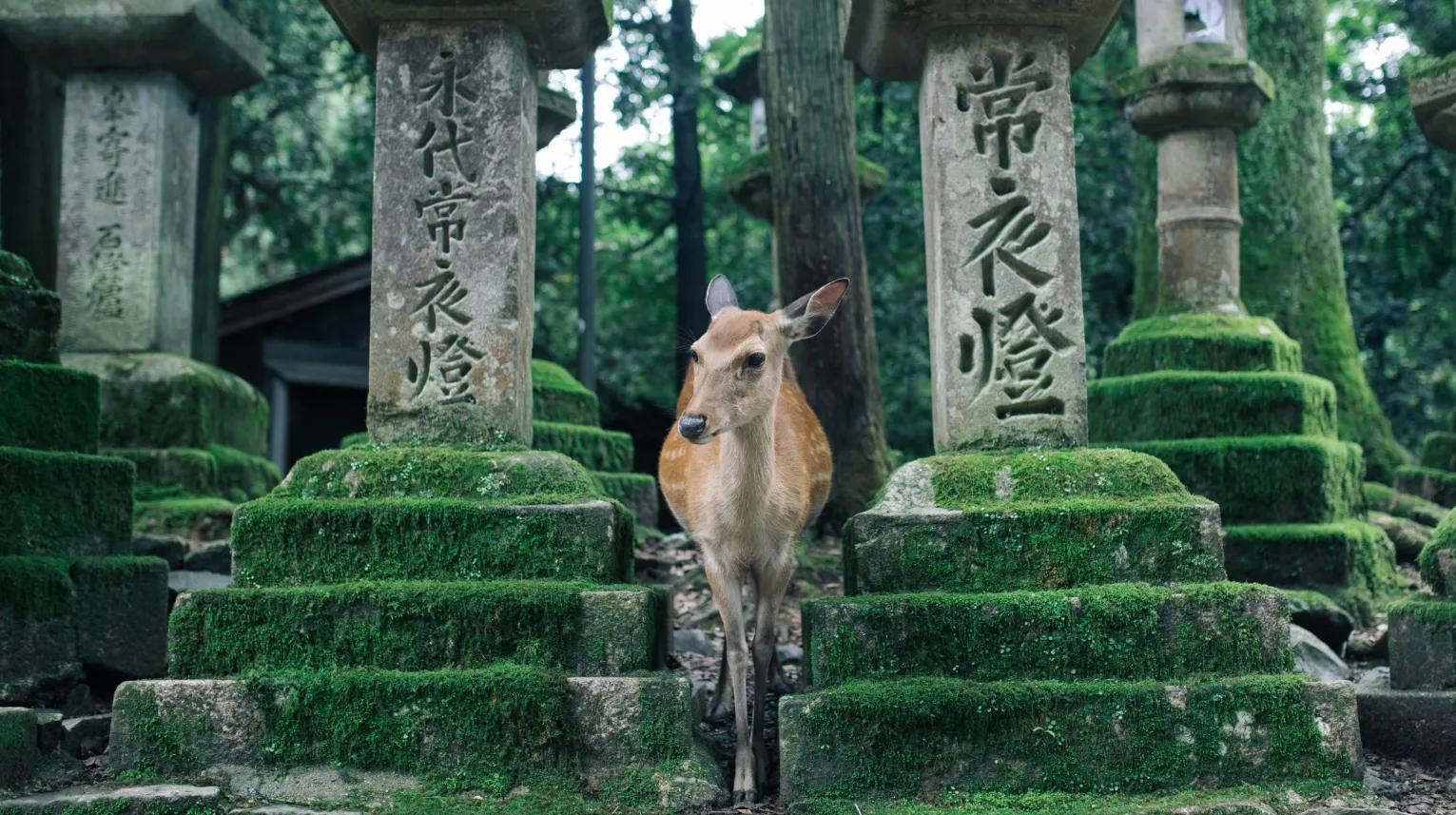 Cerf dans un cadre enchanteur, entouré de pierres anciennes recouvertes de mousse.