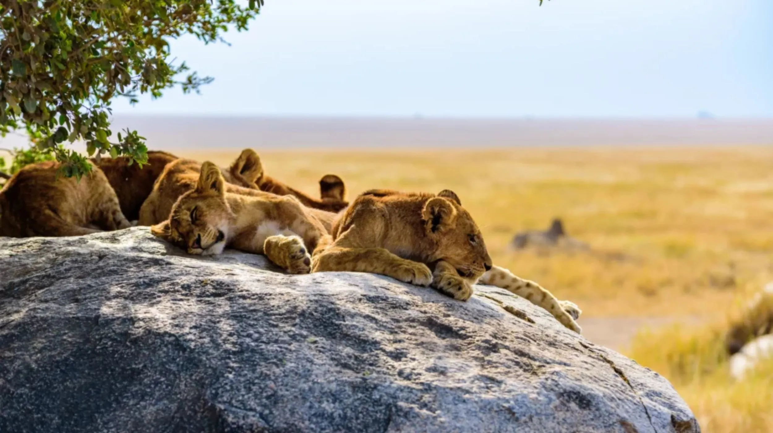 Merveilles de Tanzanie
