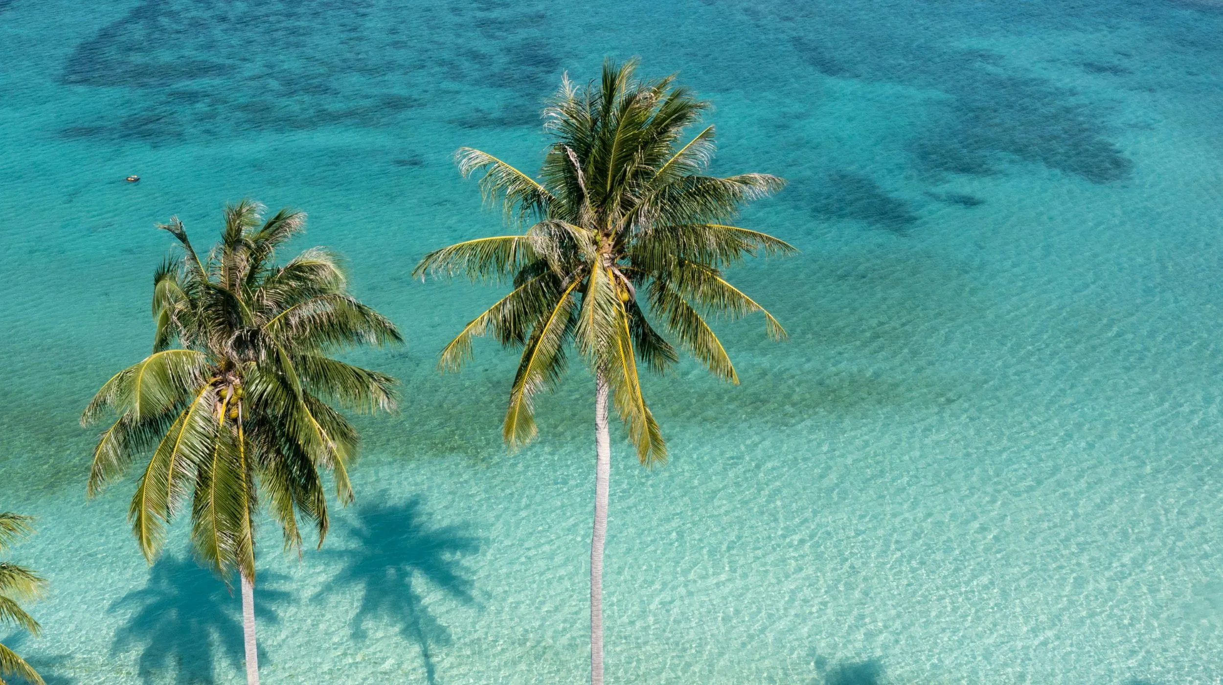 Plage paradisiaque avec des palmiers, eaux turquoise et sable fin, évoquant des destinations tropicales envoûtantes.