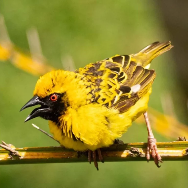 Un oiseau coloré perché sur une branche, représentant la beauté sauvage de la nature.