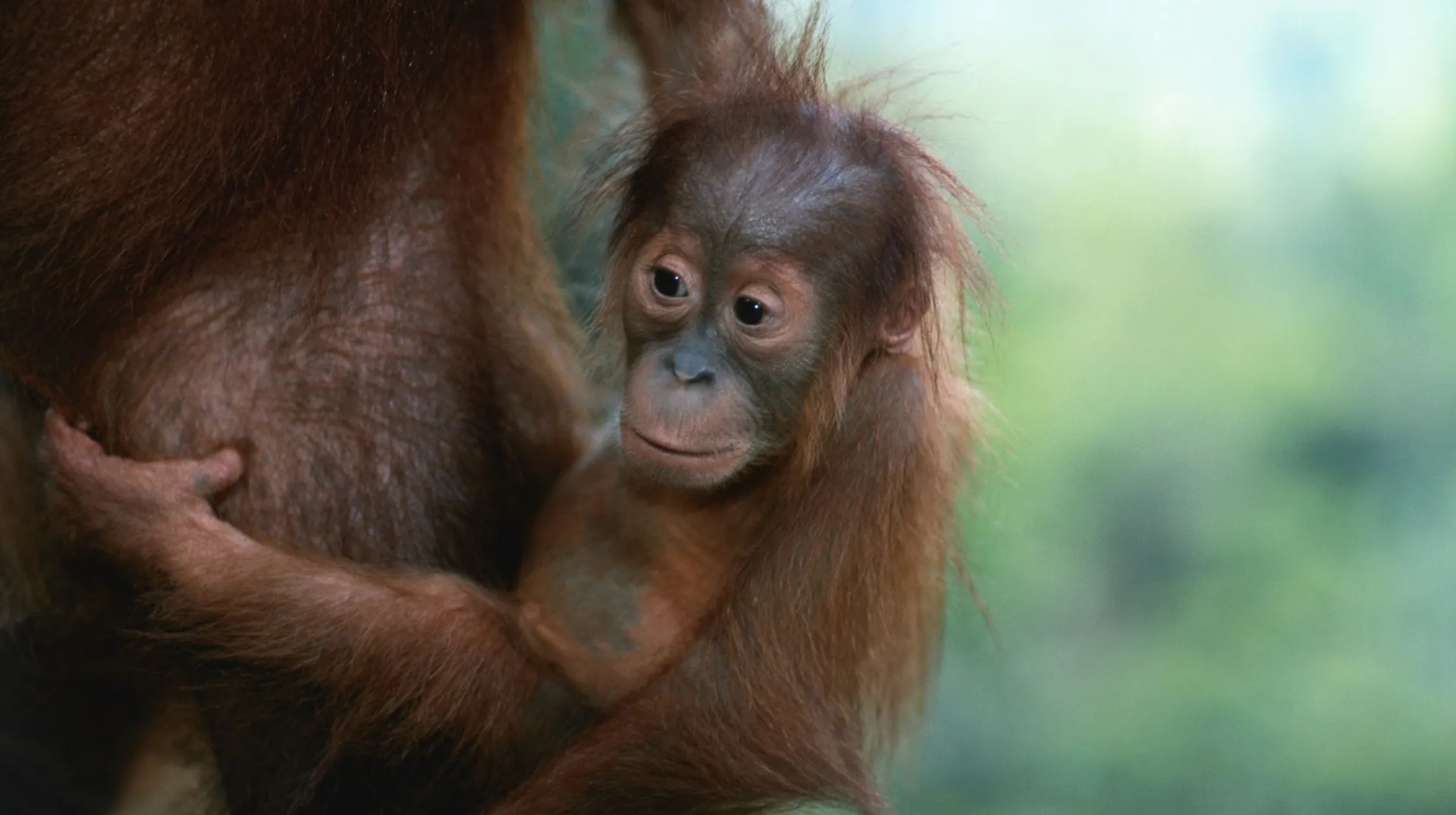 Un jeune orang-outan au regard curieux, dans un environnement tropical luxuriant.