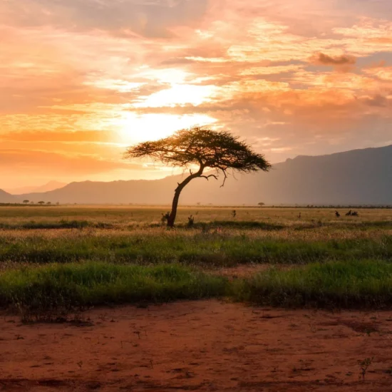 Afrique