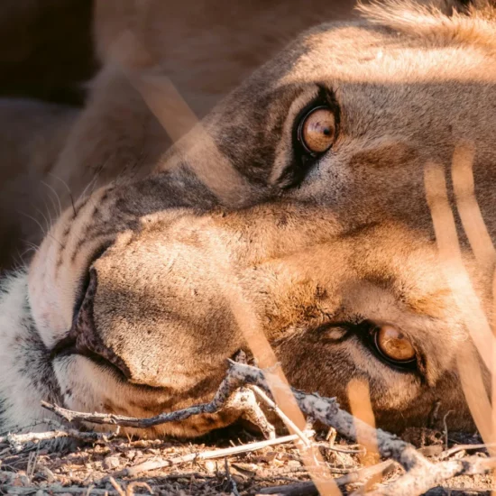 Lionne majestueuse au repos dans un environnement sauvage et préservé, captivant par son regard profond.