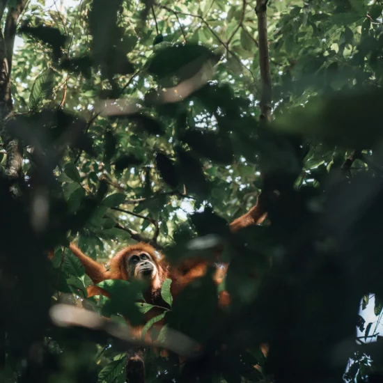 Une rencontre fascinante avec un orang-outan dans une jungle luxuriante, un moment mémorable à vivre en Asie.