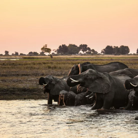 Éléphants se désaltérant au bord de l'eau, paysage sauvage et paisible d'Afrique.
