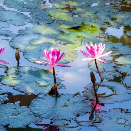 Fleurs de lotus roses sur un étang paisible au Vietnam, entourées de grandes feuilles vertes.