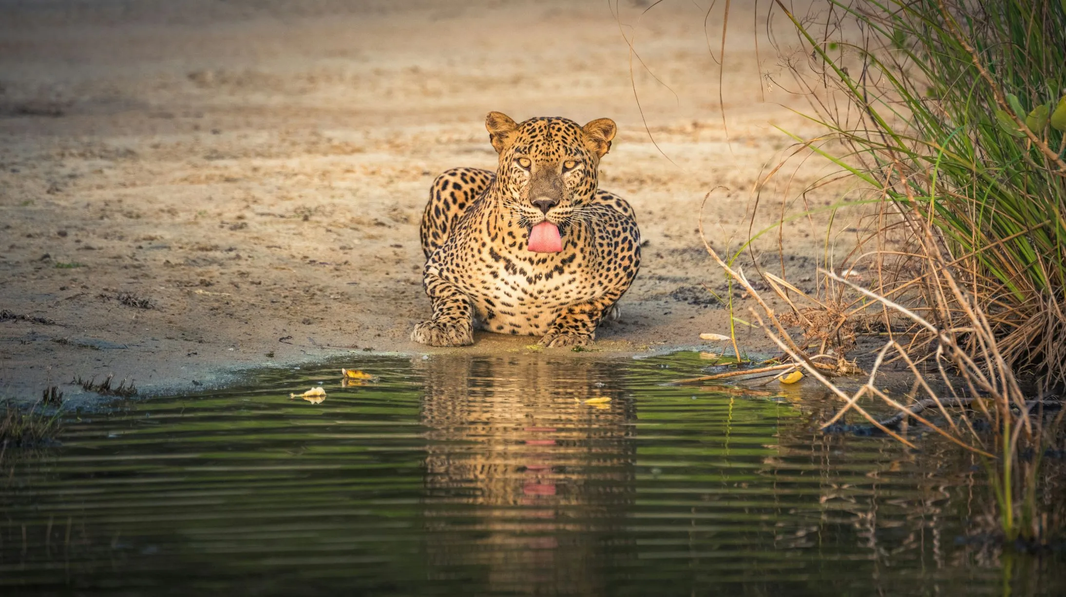 Sri Lanka, merveilles de la nature