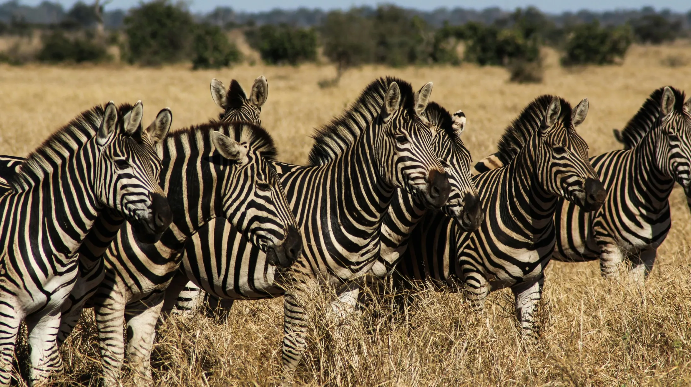 Zanzibar, Tanzanie — groupe de zèbres majestueux dans une savane dorée et ensoleillée.