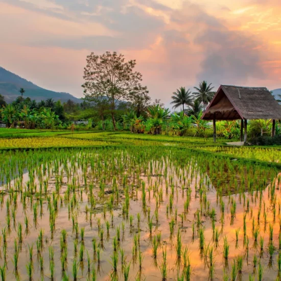 Rizières luxuriantes au coucher de soleil, un paysage enchanteur à découvrir en Thaïlande.