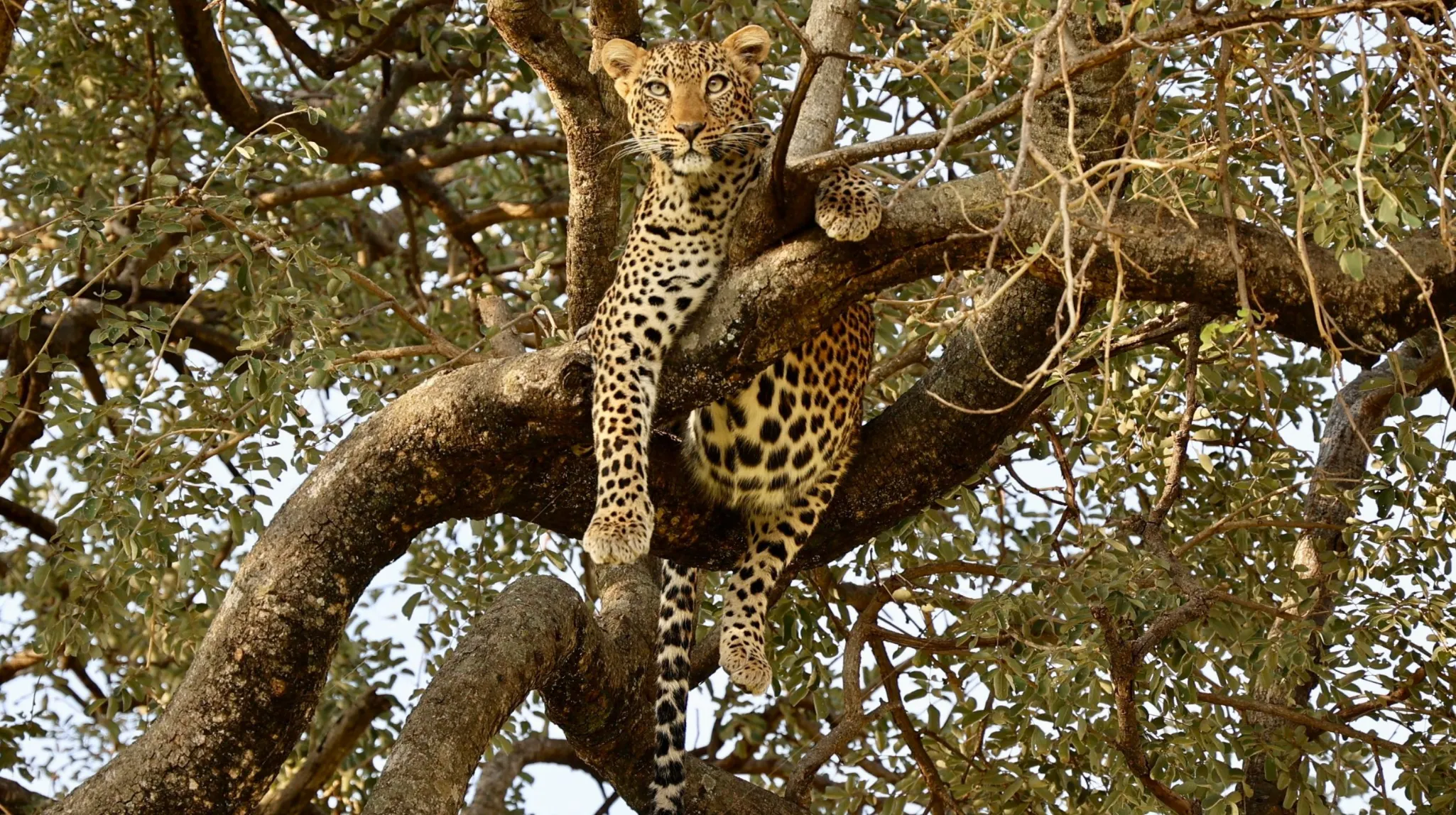 Léopard majestueux se prélassant dans un arbre au cœur de la savane sauvage.